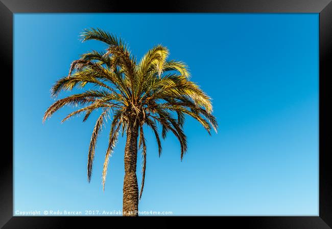 Green Palm Tree On Blue Sky Framed Print by Radu Bercan