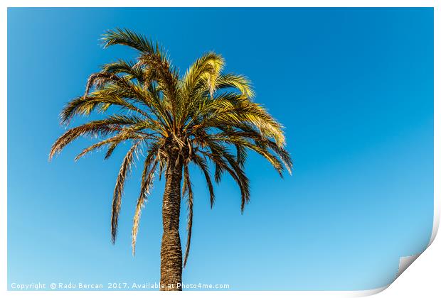 Green Palm Tree On Blue Sky Print by Radu Bercan
