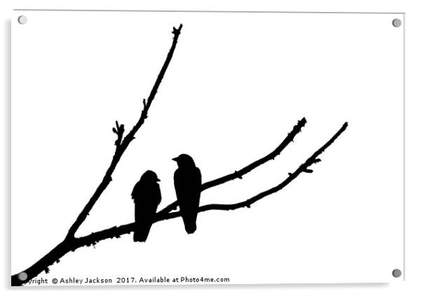 Jackdaw Couple Acrylic by Ashley Jackson