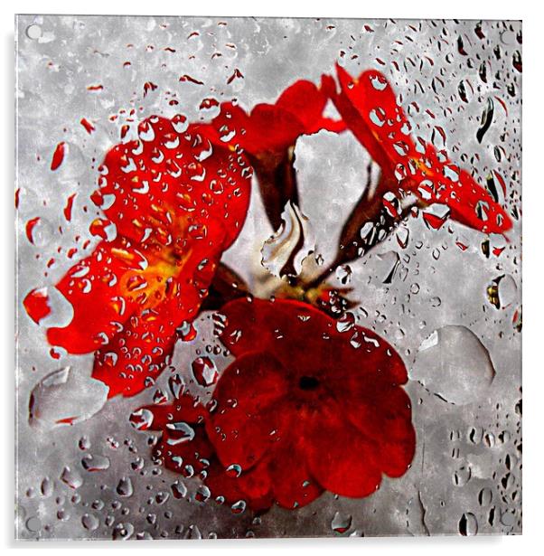flora underwater Acrylic by dale rys (LP)