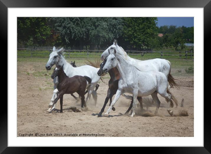 Galloping Puszta Horses Framed Mounted Print by Lynn Bolt