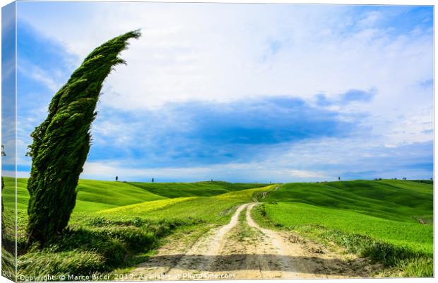 Tuscany dirt road Canvas Print by Marco Bicci
