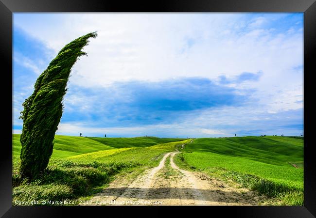 Tuscany dirt road Framed Print by Marco Bicci