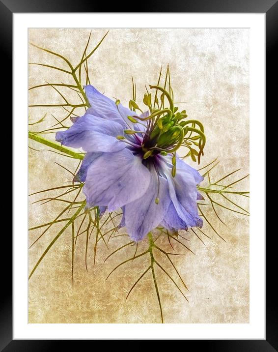 Love in a  Mist Framed Mounted Print by Beryl Curran