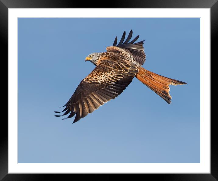 Red Kite 2 Framed Mounted Print by Don Davis