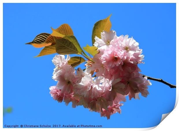 Spring Is In The Air Print by Christiane Schulze