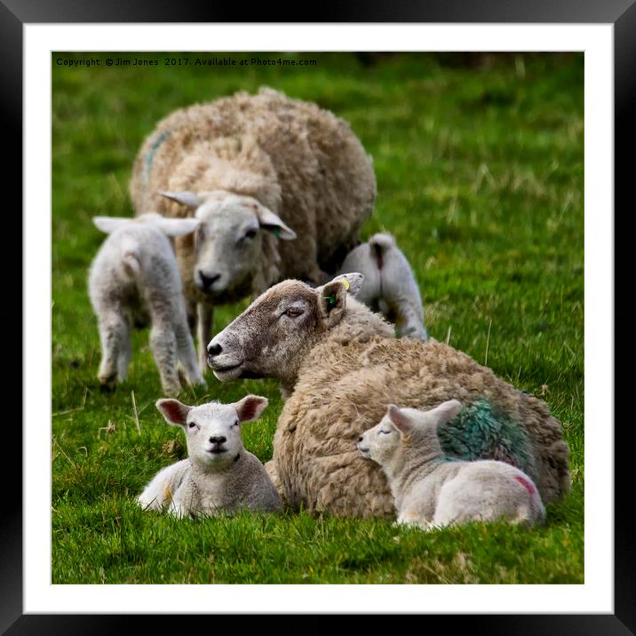 Spring lambs Framed Mounted Print by Jim Jones