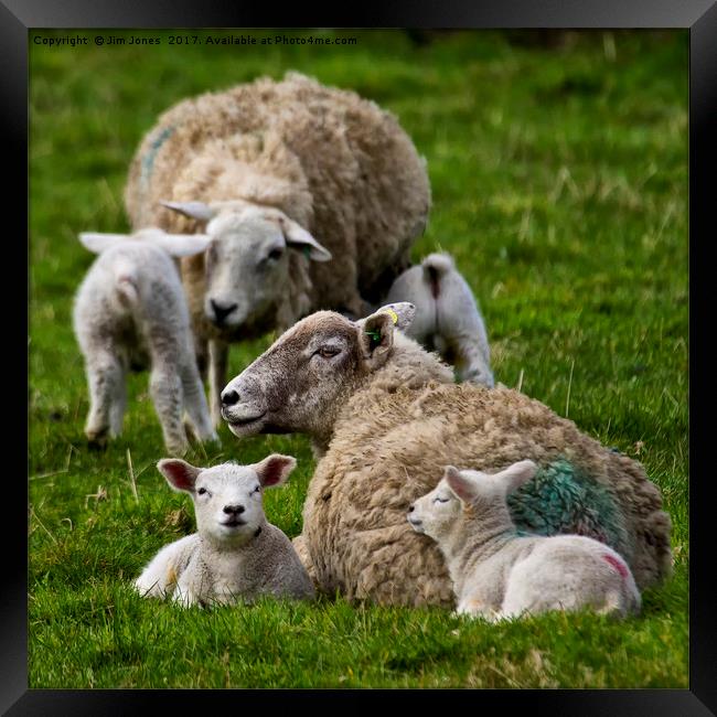 Spring lambs Framed Print by Jim Jones