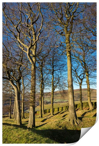 Twenty trees, Hayfield, Derbyshire Print by Andrew Kearton