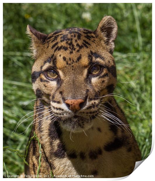 Clouded Leopard Print by Tom Dolezal