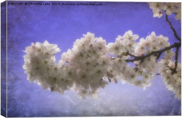 Spring Blossom Canvas Print by Christine Lake