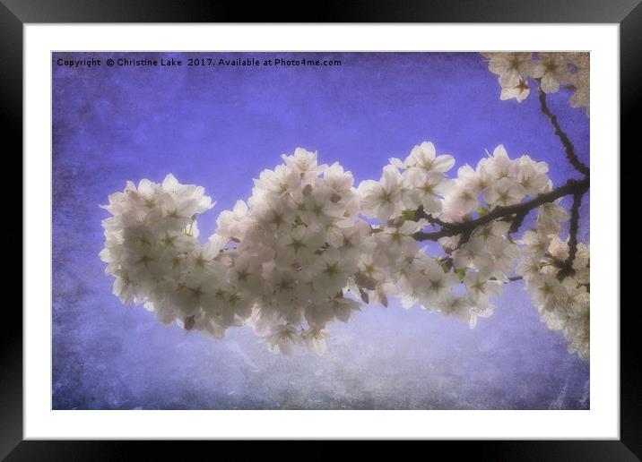 Spring Blossom Framed Mounted Print by Christine Lake