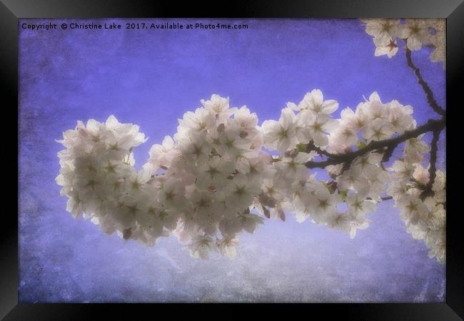 Spring Blossom Framed Print by Christine Lake