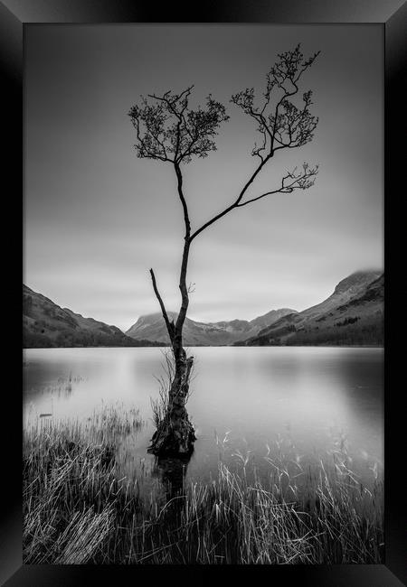 The Lone Tree  Framed Print by Charlie Gott