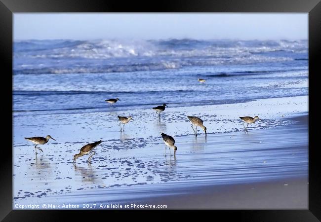 Between the beach and waves Framed Print by Mark Ashton