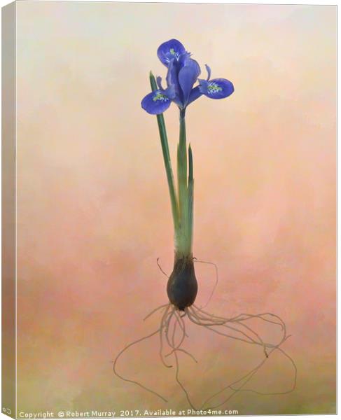 Dwarf Iris Canvas Print by Robert Murray