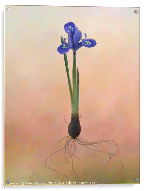 Dwarf Iris Acrylic by Robert Murray