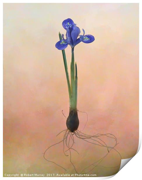 Dwarf Iris Print by Robert Murray