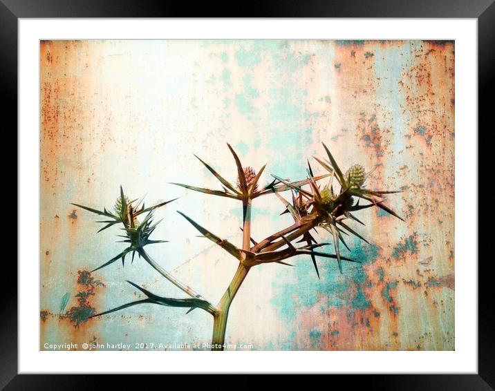 Erigium (Sea Holly) with a Rusty Metal Texture Framed Mounted Print by john hartley
