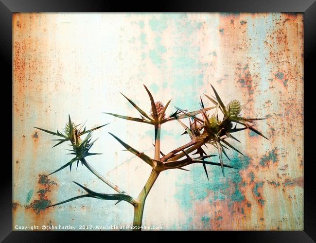 Erigium (Sea Holly) with a Rusty Metal Texture Framed Print by john hartley