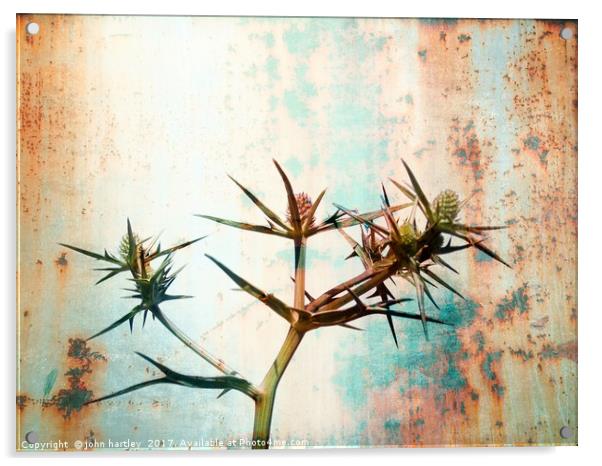 Erigium (Sea Holly) with a Rusty Metal Texture Acrylic by john hartley
