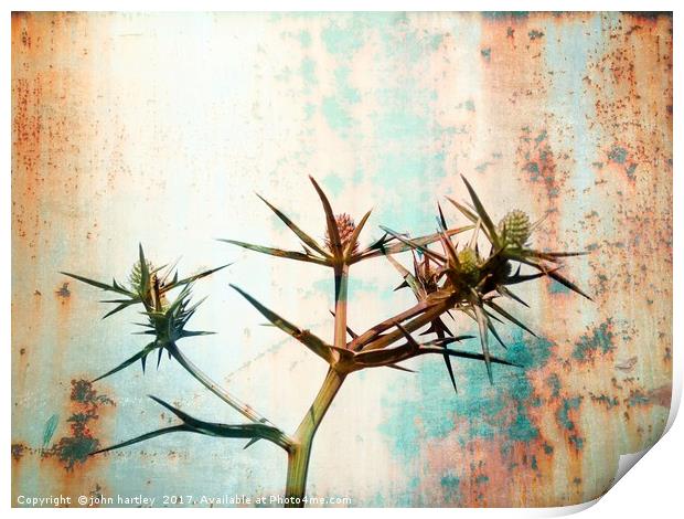 Erigium (Sea Holly) with a Rusty Metal Texture Print by john hartley