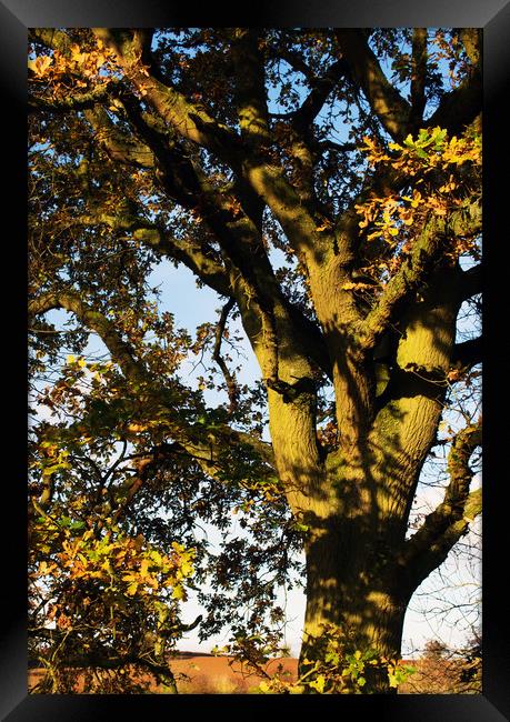 A mature Oak tree Framed Print by Joy Walker