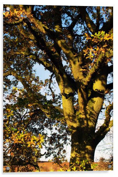 A mature Oak tree Acrylic by Joy Walker