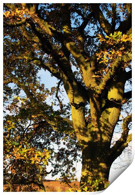 A mature Oak tree Print by Joy Walker