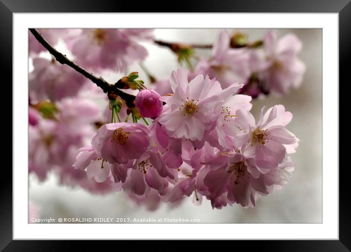 "New Spring Blossoms at Thorpe Perrow Arboretum" Framed Mounted Print by ROS RIDLEY