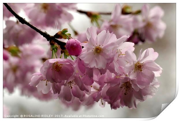 "New Spring Blossoms at Thorpe Perrow Arboretum" Print by ROS RIDLEY