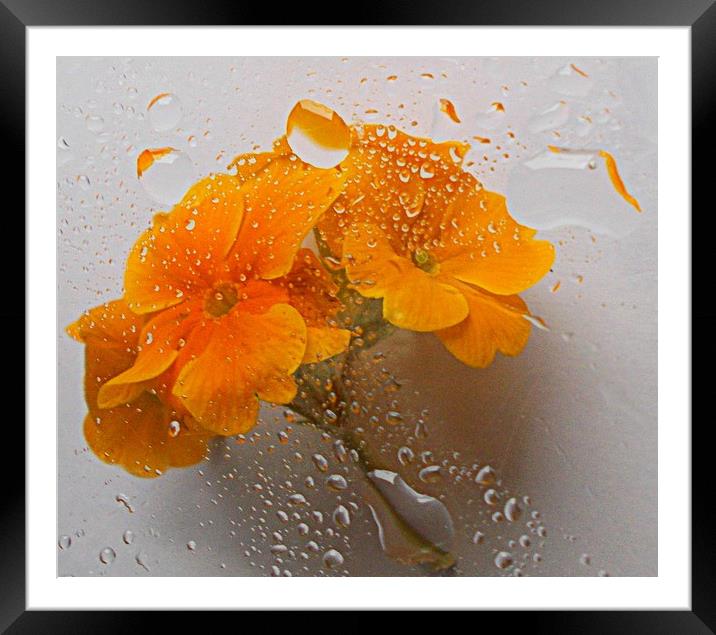 flora underwater   Framed Mounted Print by dale rys (LP)