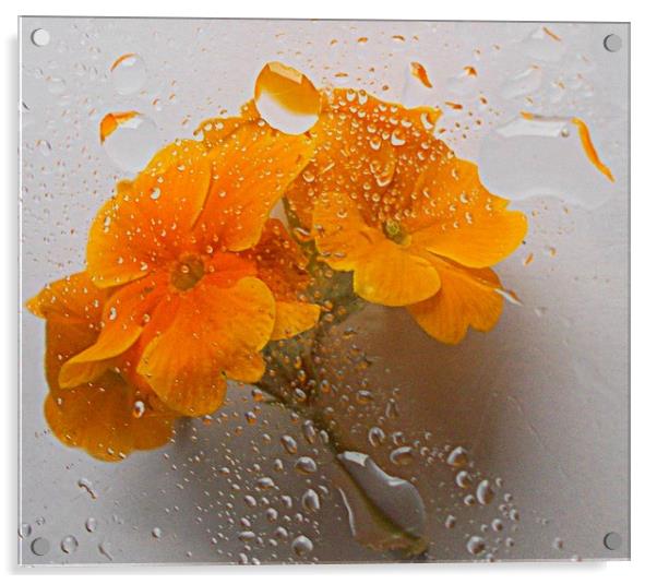 flora underwater   Acrylic by dale rys (LP)