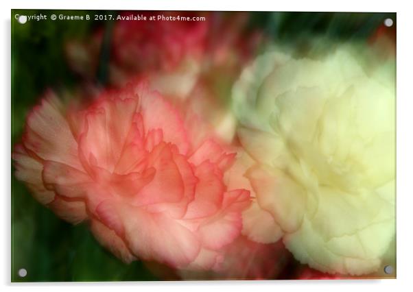 Carnations Acrylic by Graeme B