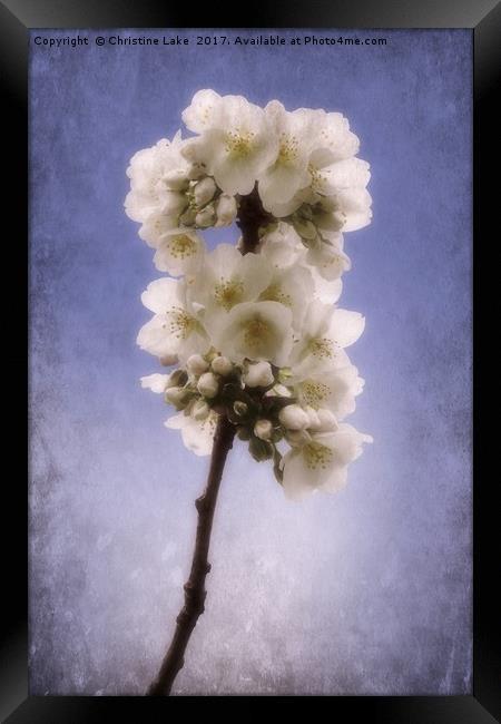 Spring Blossom 2 Framed Print by Christine Lake