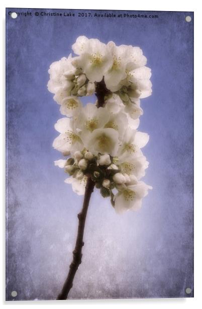 Spring Blossom 2 Acrylic by Christine Lake