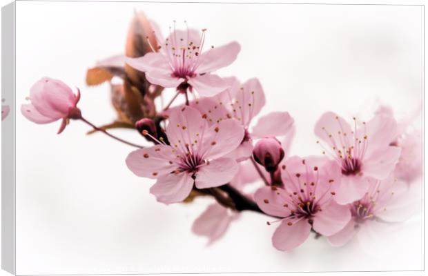 Pink Prunus Perfection Canvas Print by Jeremy Sage