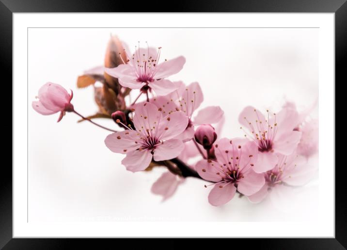 Pink Prunus Perfection Framed Mounted Print by Jeremy Sage