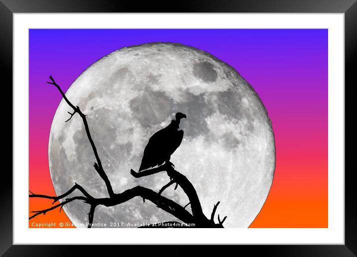 Vulture Silhouetted Against Supermoon Framed Mounted Print by Graham Prentice