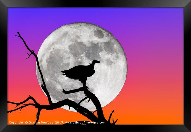 Vulture Silhouetted Against Supermoon Framed Print by Graham Prentice