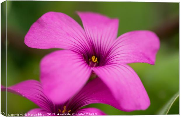 Close up of a purple flower Canvas Print by Marco Bicci