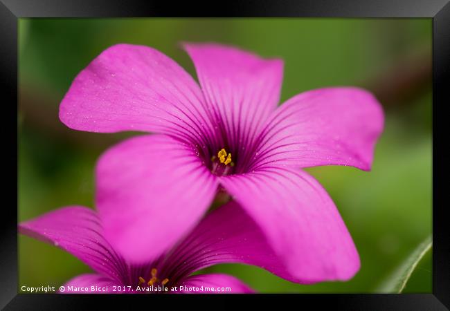 Close up of a purple flower Framed Print by Marco Bicci