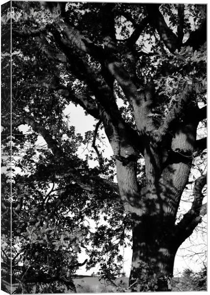 Oak tree in the landscape Canvas Print by Joy Walker