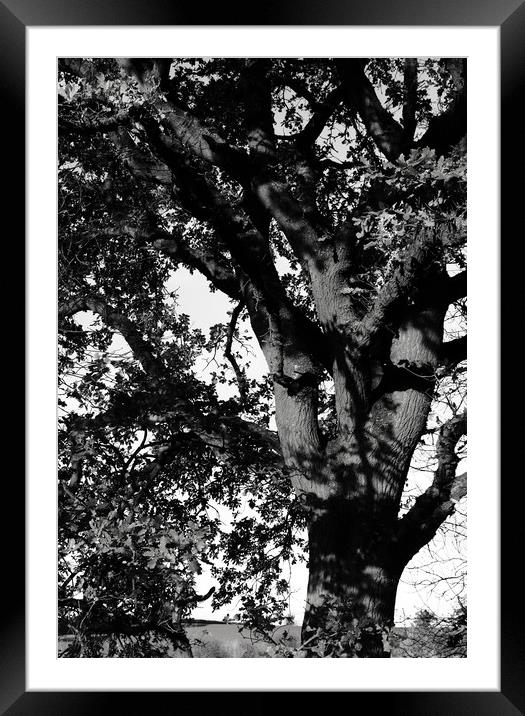 Oak tree in the landscape Framed Mounted Print by Joy Walker