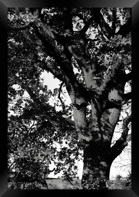 Oak tree in the landscape Framed Print by Joy Walker
