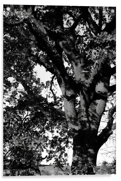 Oak tree in the landscape Acrylic by Joy Walker