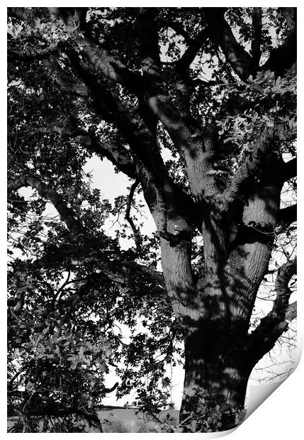 Oak tree in the landscape Print by Joy Walker
