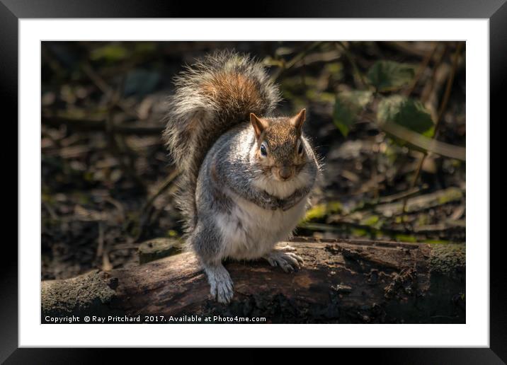 You got any nuts please? Framed Mounted Print by Ray Pritchard