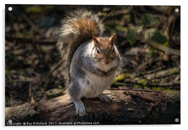 You got any nuts please? Acrylic by Ray Pritchard