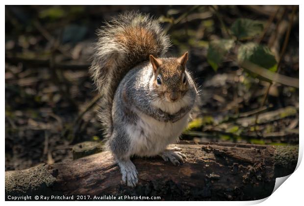 You got any nuts please? Print by Ray Pritchard